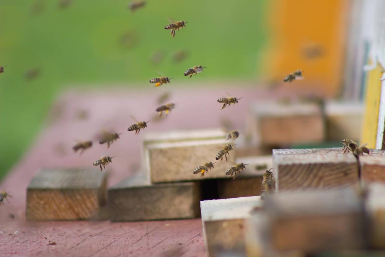 Bee House Maya Hotel Rob Luaran gambar
